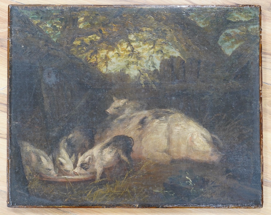 19th century, English school, oil on canvas, study of pigs, 35 x 44cm. Condition - fair to good